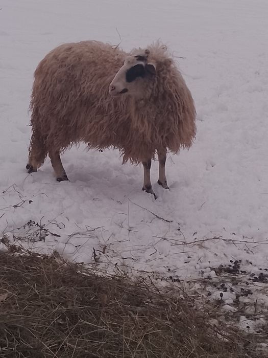 De vânzare 3 oi a făra
