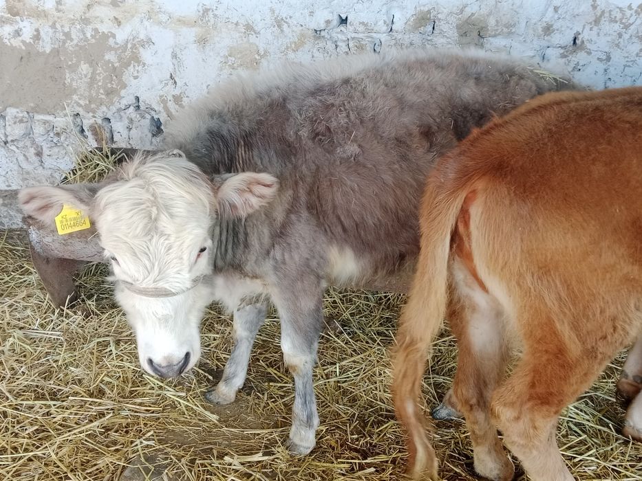 Ургашы 2 бас бузау сатылады