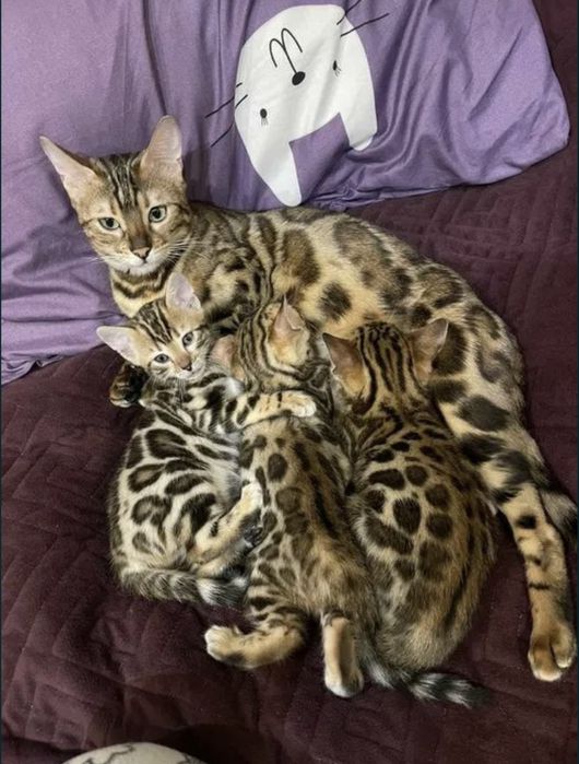 Чистокровные бенгальские малыши!!!