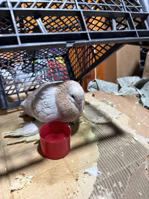 Кептер багасы 30 мын тенге