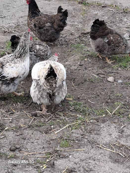 яйца от катунски кокошки