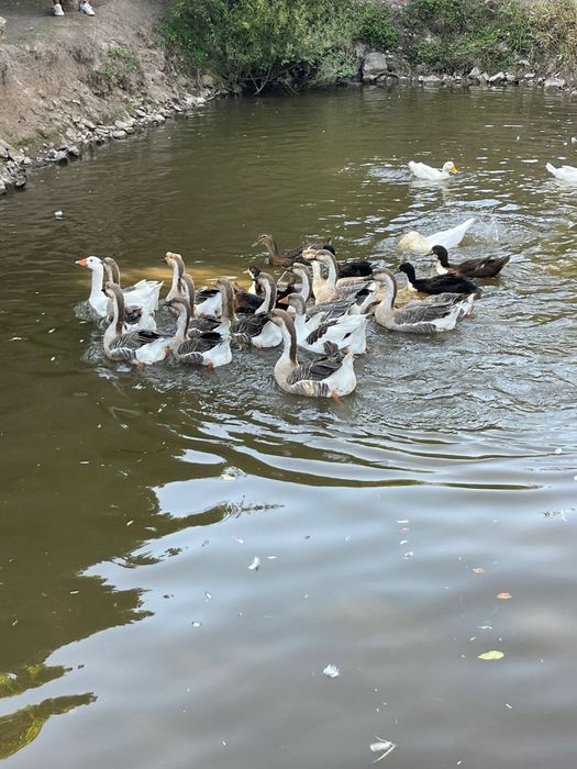 De vanzare Gascani Americane / Africane