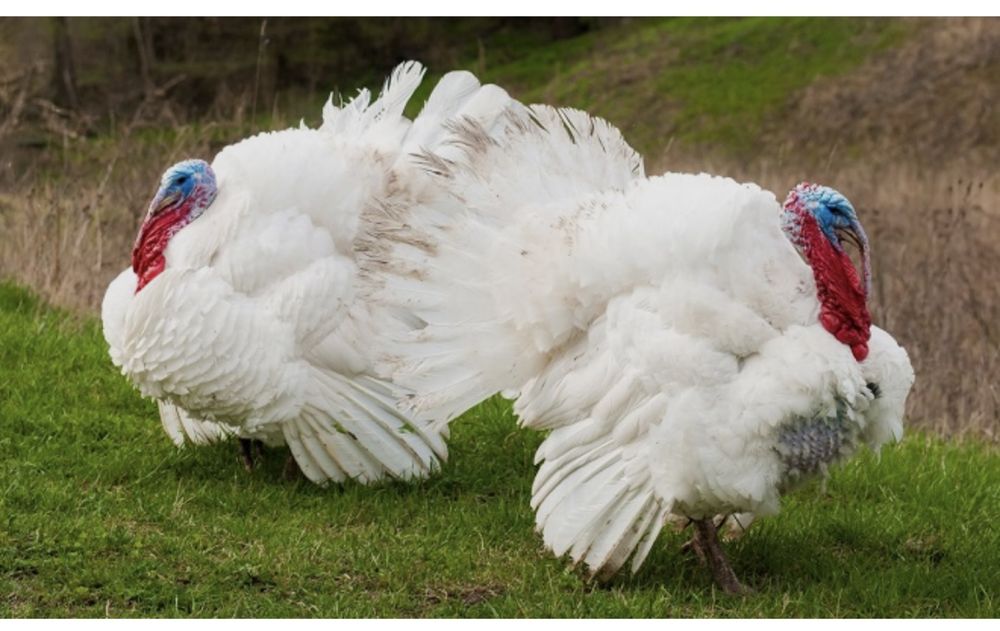 Яйца инкубационные индюшиные