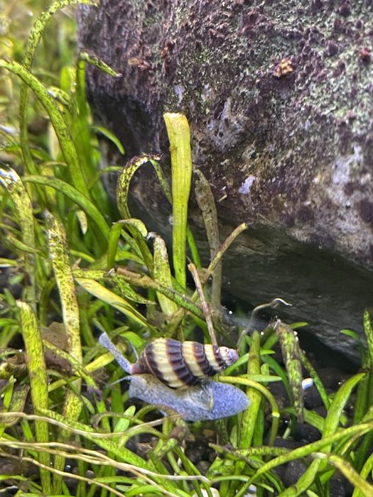 Creveti Blue Dream (Neocaridina davidi) / Melci asasini / Hrana vie