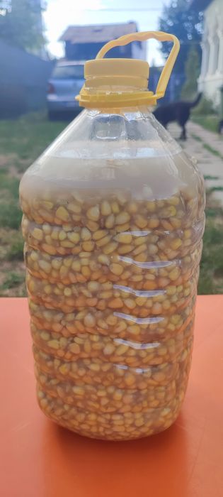 Porumb fermentat pentru pescuit , "împuțit". Natural 100% fara aditivi
