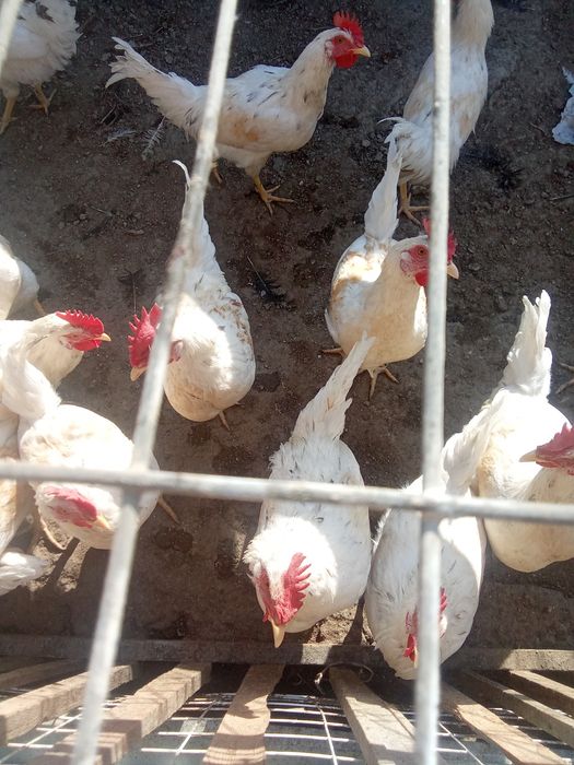 Ёш хўрозлар сотилади 65000 сўмдан