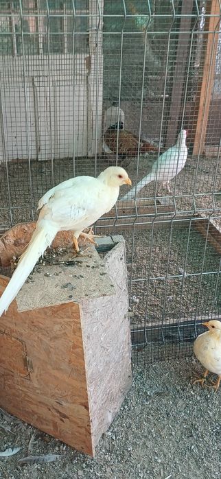 Pereche fazan Piersică tineret