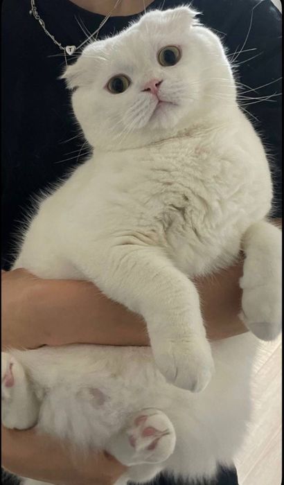 Скотиш Фолд оқ ўғил
