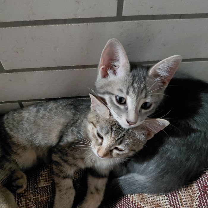 Отдаю котят в хорошие руки