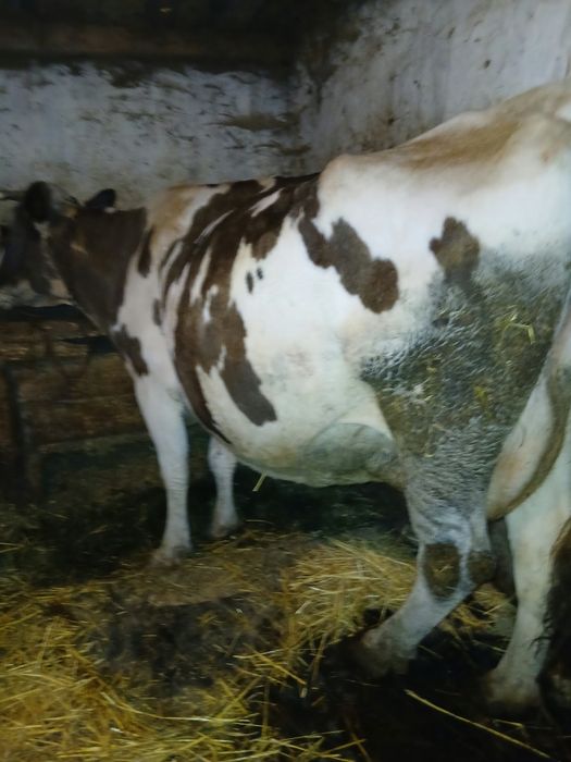 Vaca de vânzare.
