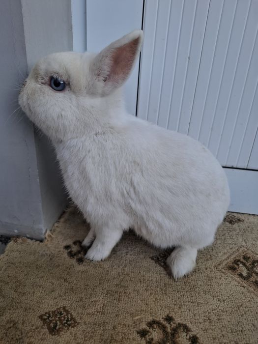 Germelin sames 1 yoshdan oshgan