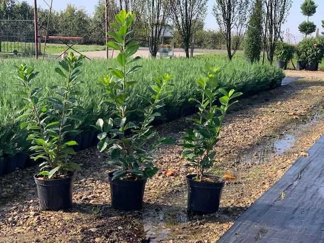 Gard Viu Premium: Photinia Red Robin,  Prunus Laurocerasus, Ligustrum Aureum in  Timis
