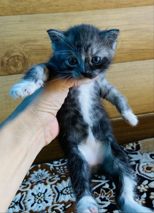 Бесплатно, отдам котят