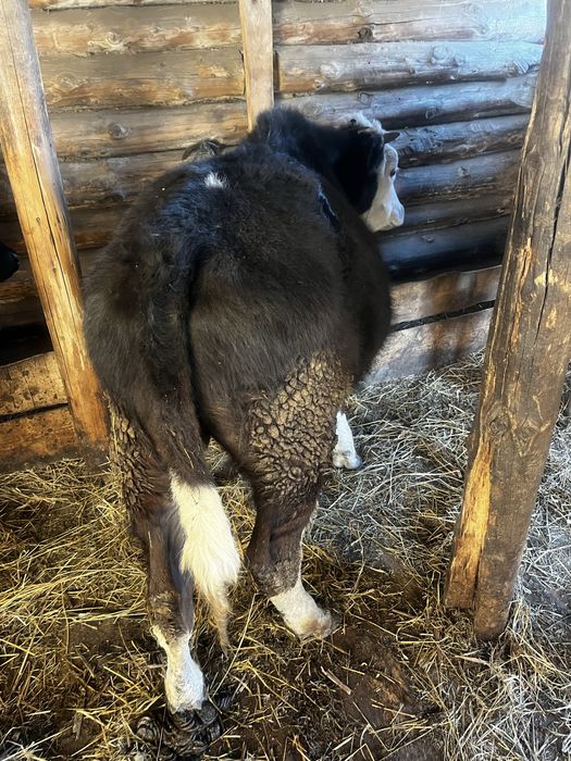 Продам отличного быка