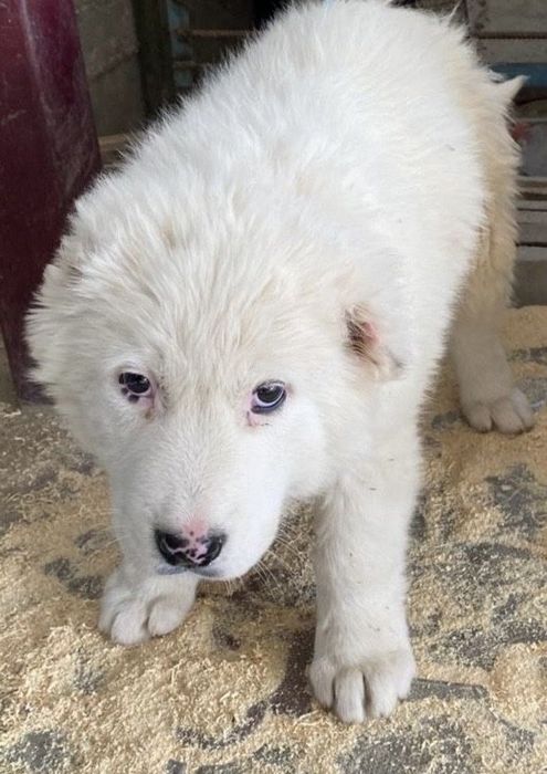 Алабай күшік 2айлық