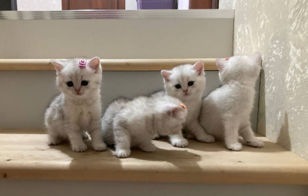 Котята шиншилла серебристый