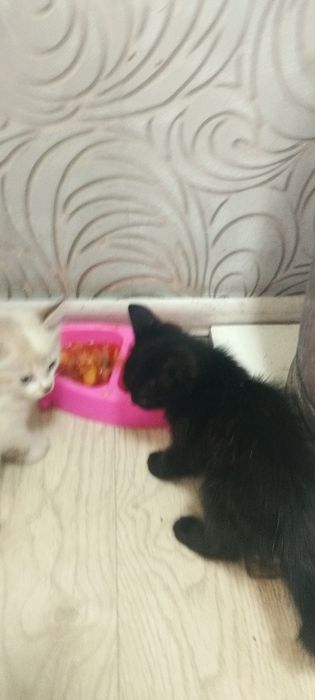 Отдам котят в добрые руки