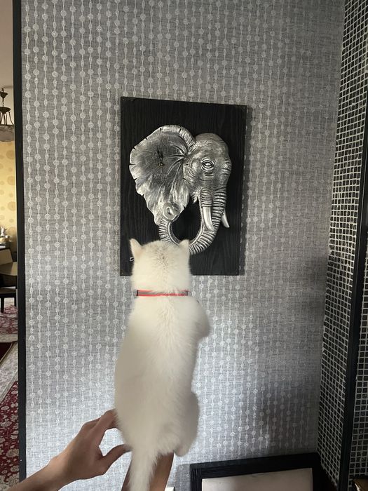 Хаски белый разноглазый мальчик