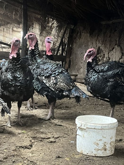 Индюки Гибрид қораздар сатылады