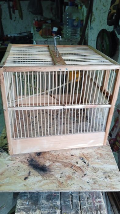 Певчие птички Седоголовый ЩЕГОЛ