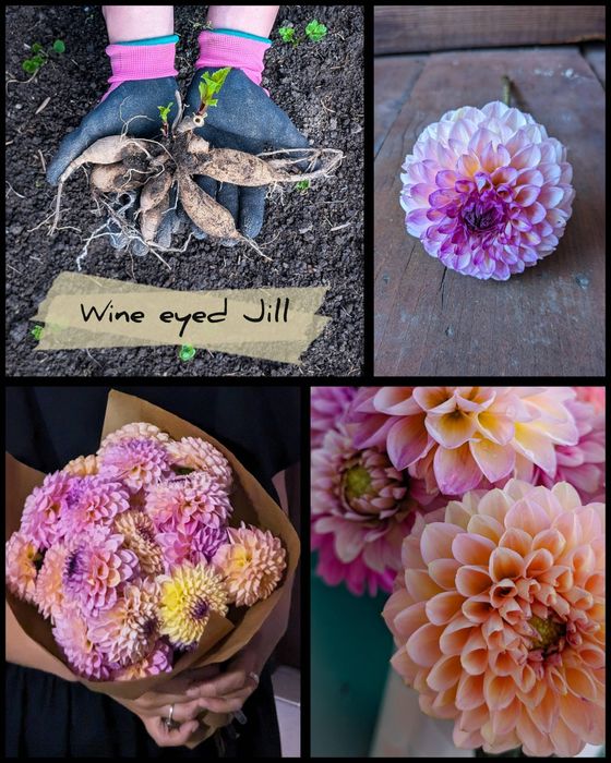 Dalii diferite soiuri