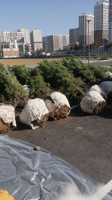Посадка деревьев и кустарников