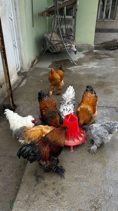 Годовалый Брама петухи