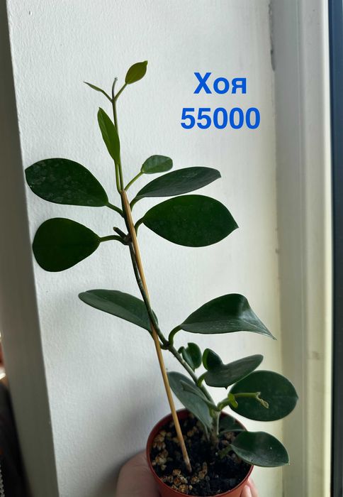 Драцена, Антуриум фиолетовый, Замиокулькас, Спатифиллум беллини