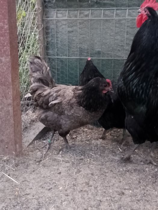 Familie australorp!!! Oferta!