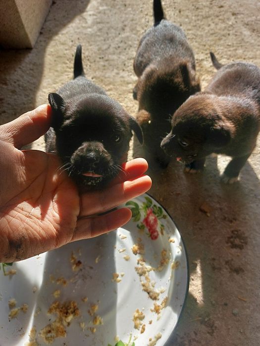 Отдам щенков бесплатно лабрадор