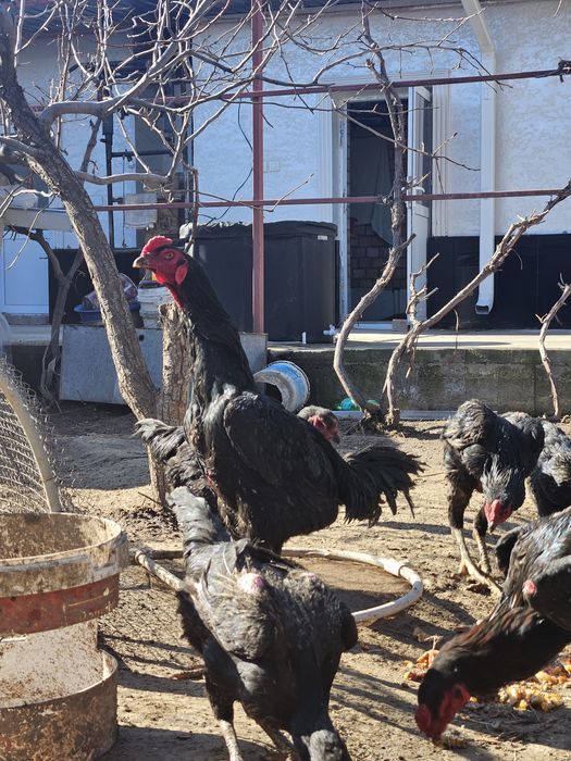 Дакан Жұмыртқа Яйцо