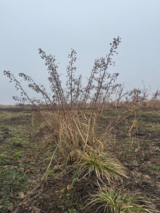 Малинк смородина Ежемалина