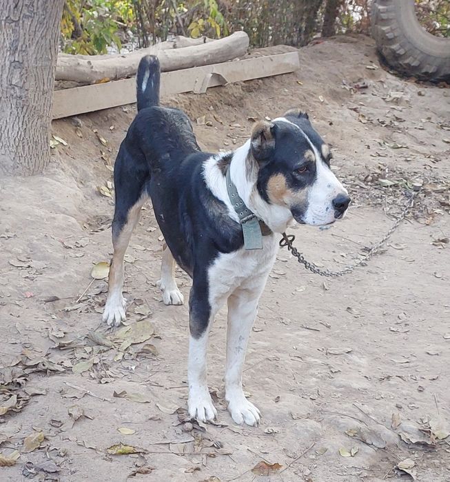 Қазақы төбет ит күшік 1,5 жасар болды