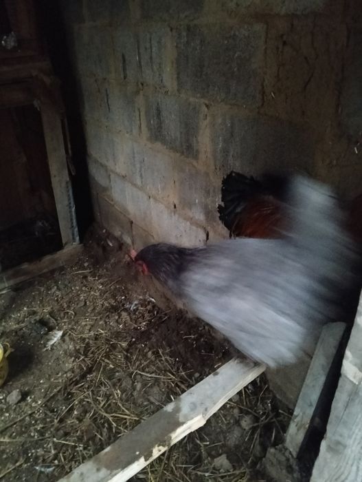 Продам курей семейку