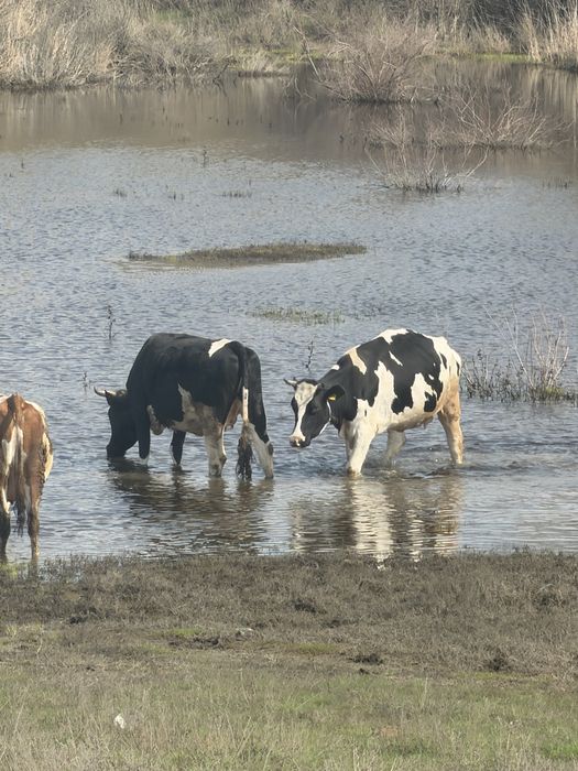 Продаются коровы
