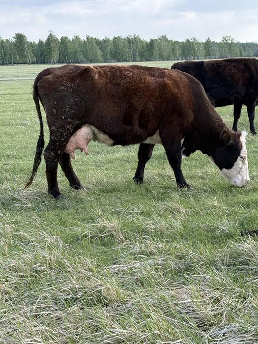 Продам корову молочную