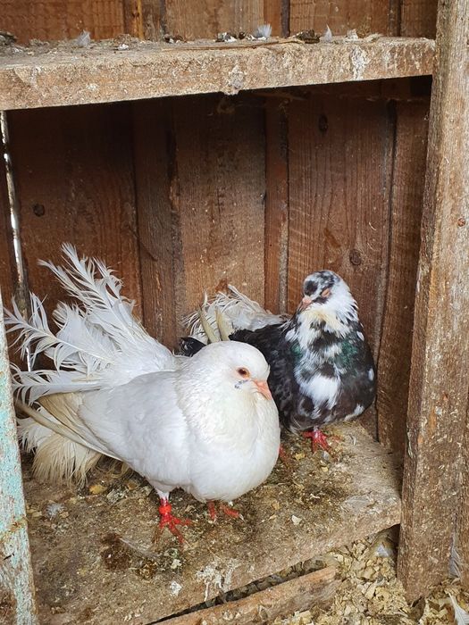 De vânzare porumbei pave