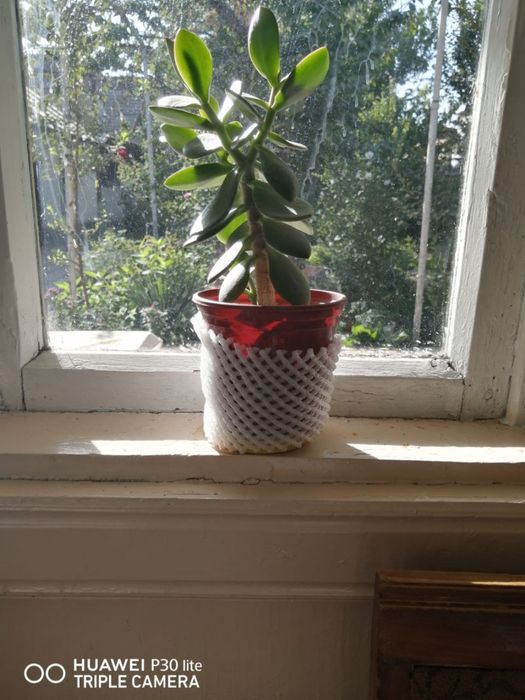 Комнатные цветы, растения.