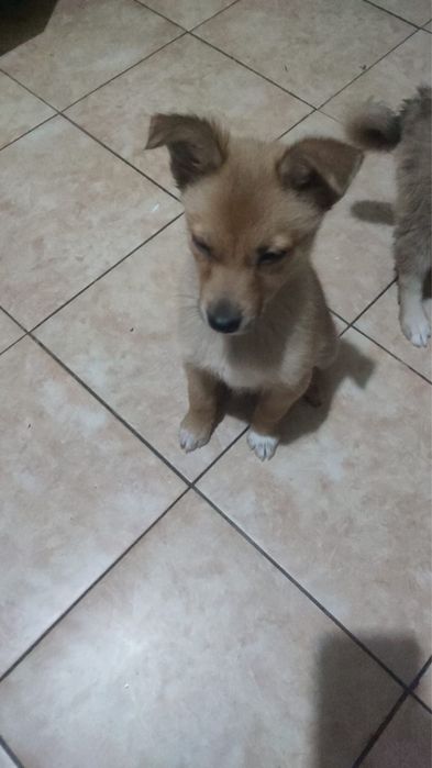 Щенок собаки 3 месяца