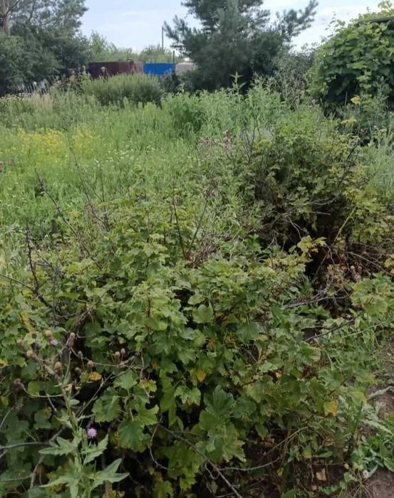 Продам дачу в СО Дархан, напротив Куная
