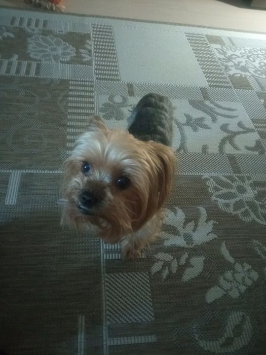 Собачка йорк4 года,не кастрированный,добрый