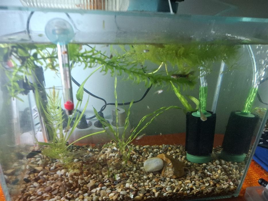 Гупи микс  (Ендлер)