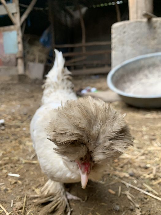 Yaponka tuxumi sotiladi !!!