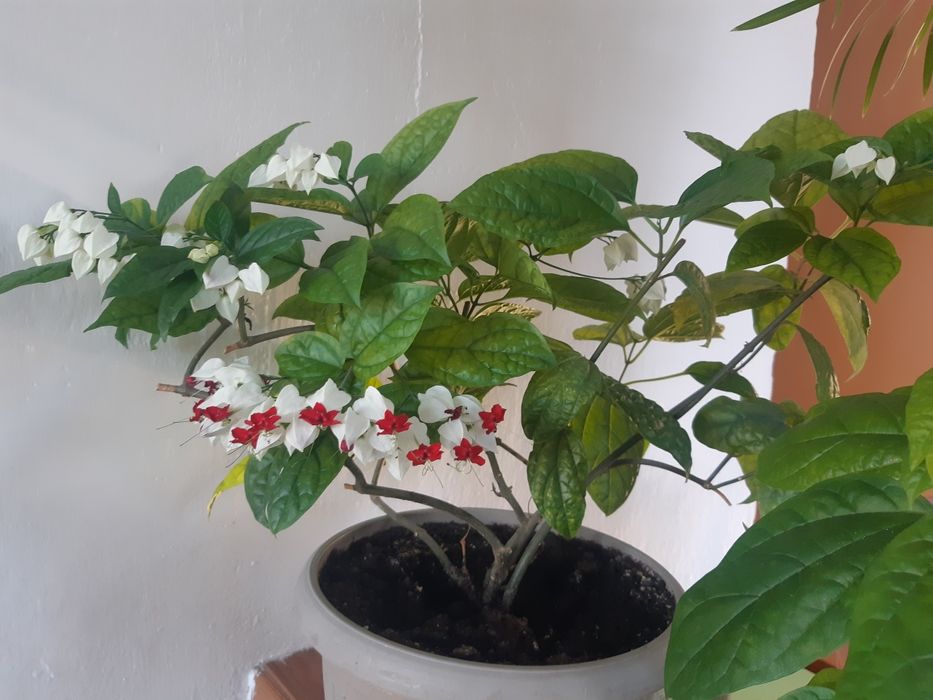 Клеродендрум, пахистахис, фуксия