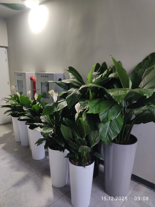 Уход за комнатными растениями