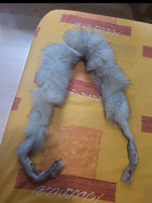 Guler de vulpe argintie