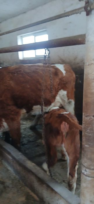 Vând vaci bune de lapte