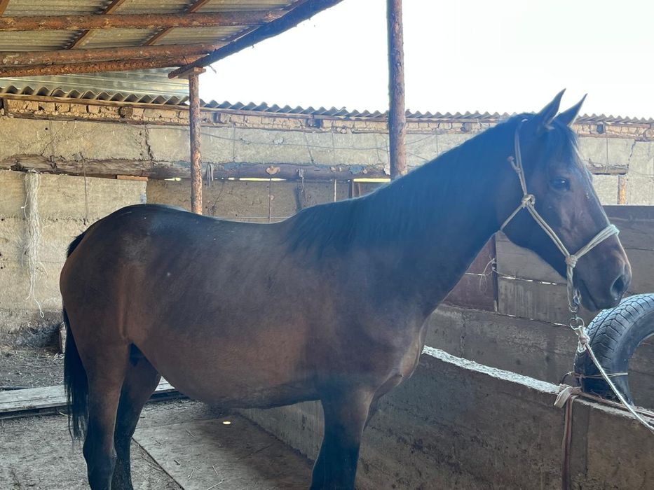 Сауынды бие құлынымен қыста туған