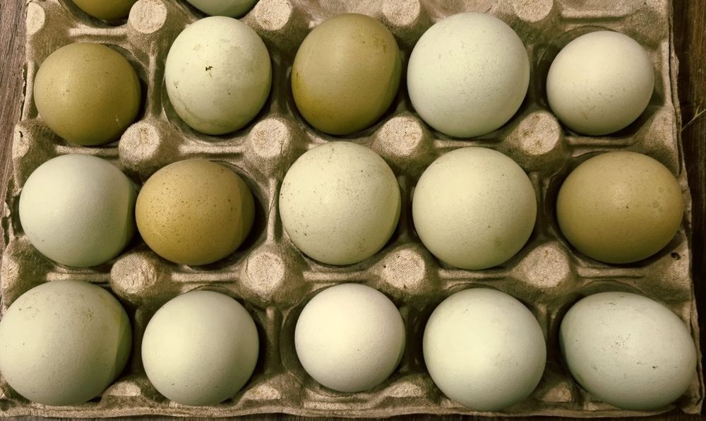 Ouă verzi de găină araucana