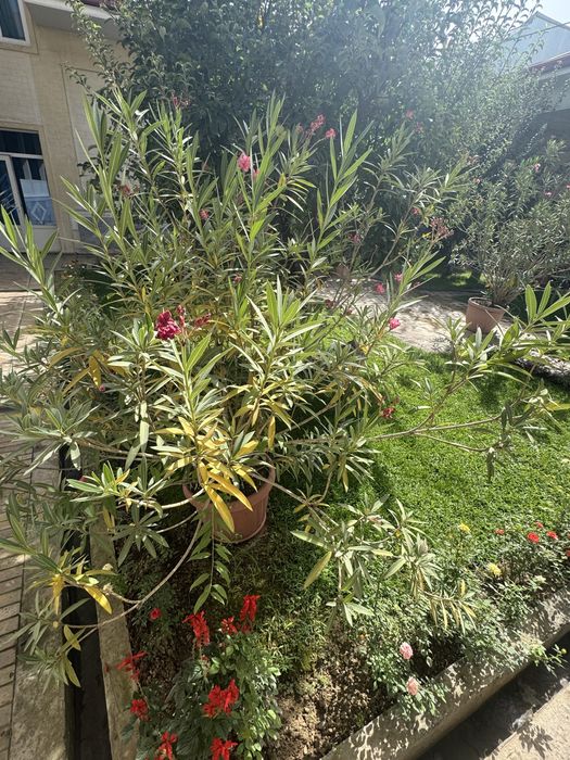 Sambit 5 ta kotta garshokda